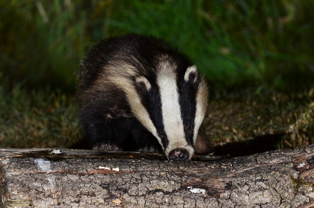Badger - Bovine TB