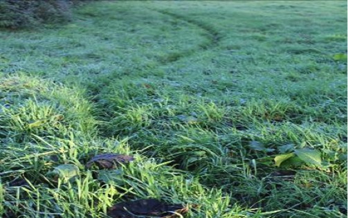 Badger runs and prints in the grass - Bovine TB