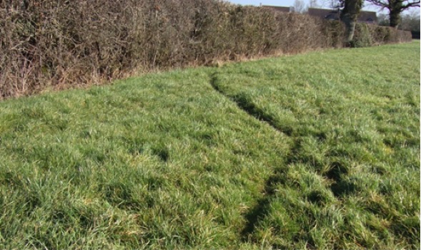 Badger runs in the grass - Bovine TB