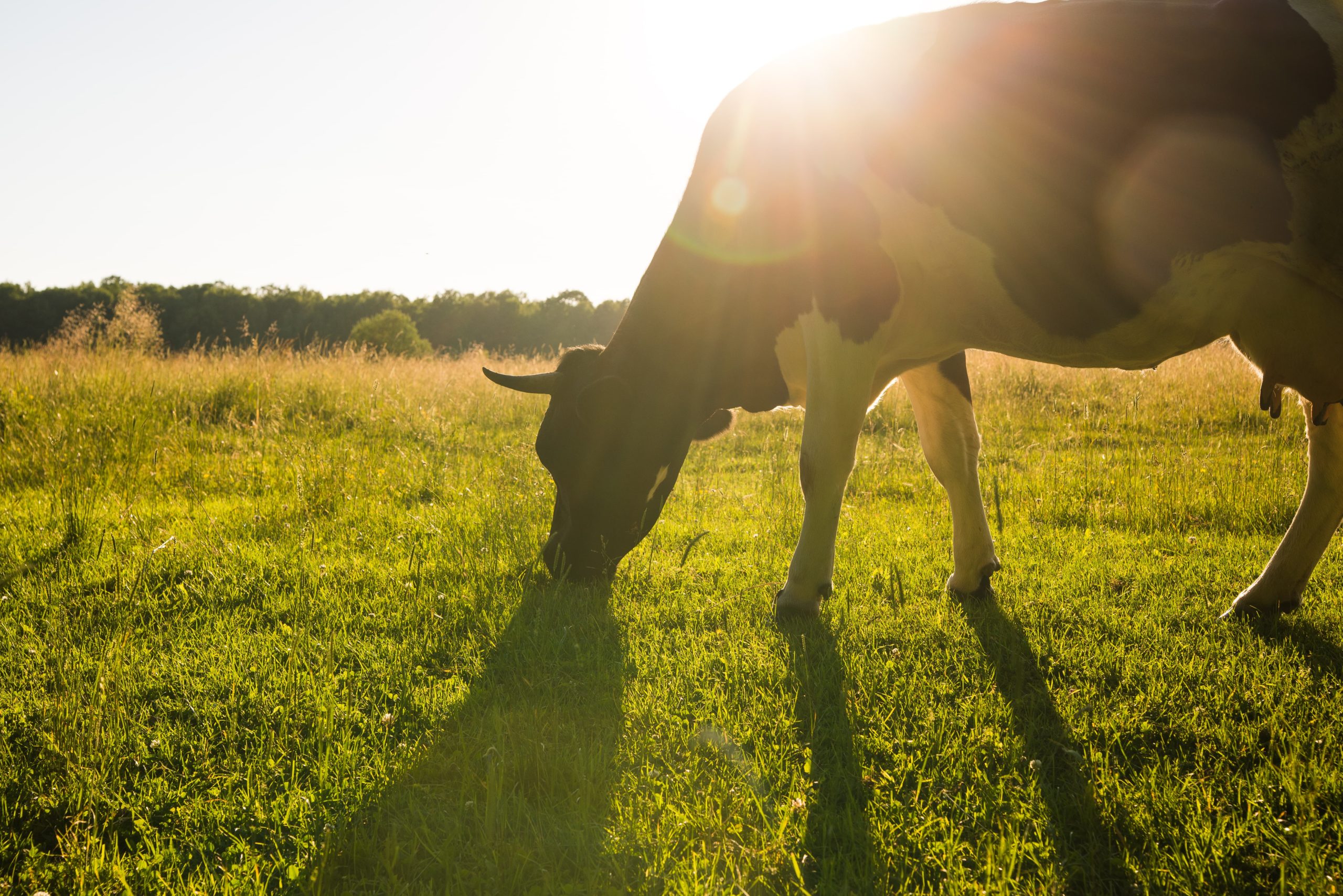 Cow grazing in the sun - Bovine TB