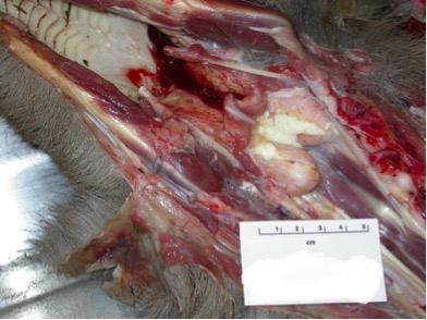 Examples of deer with TB post mortem - TB Hub