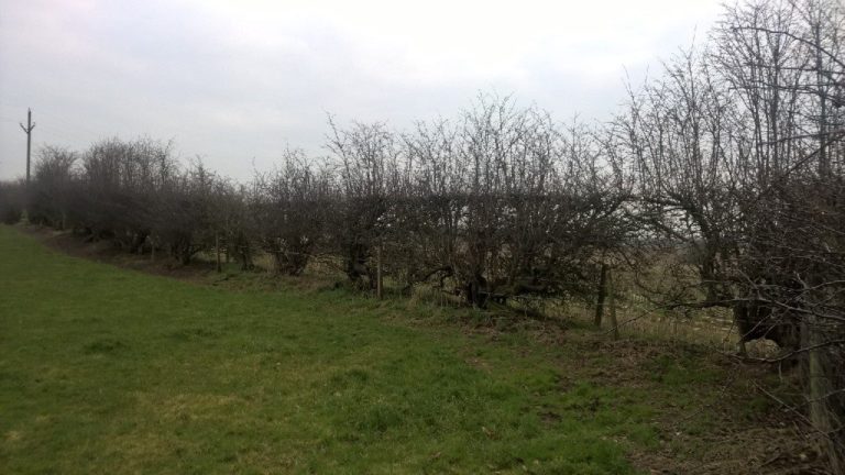 Farm boundary fencing with badger vulnerabilities - Bovine TB