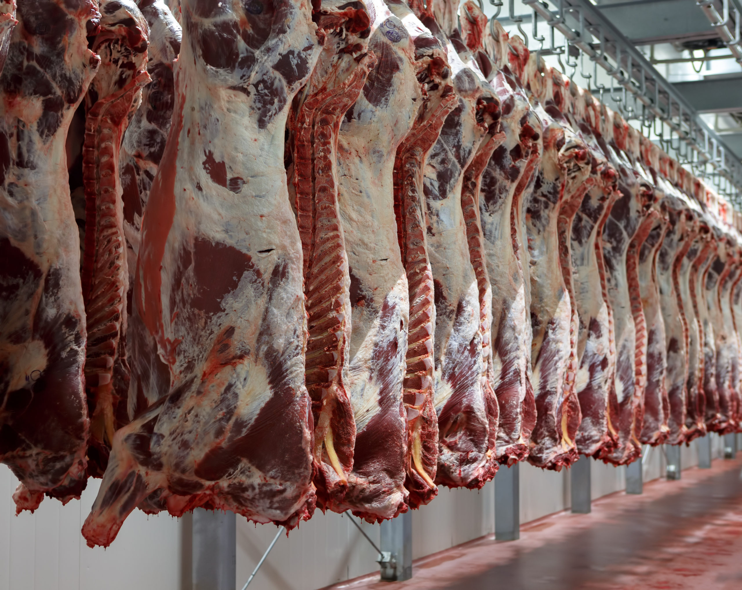 After slaughter, all animals undergo post-mortem meat inspection by an offi...