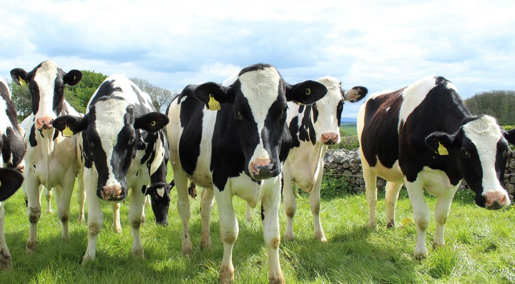 Holstein cattle grazing - Bovine TB