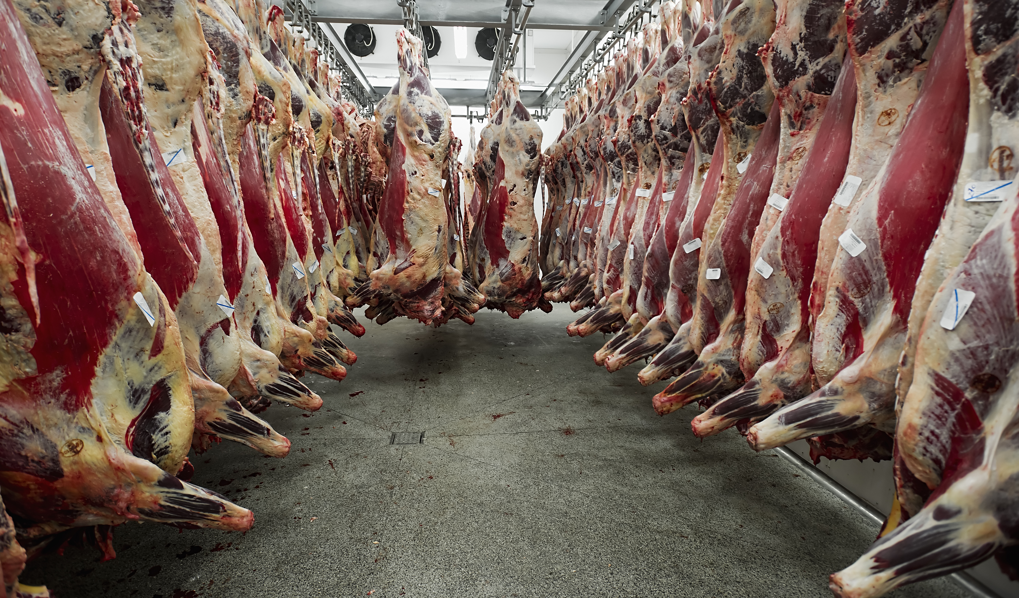 Meat carcasses - Bovine TB