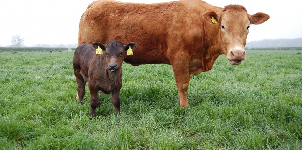 Mother and calf in a field - TB hub