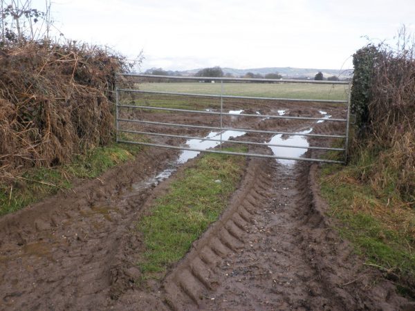 Muddy tractor track showing access point for badgers under a gate - Bovine TB