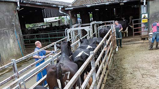 TB testing cows on a farm - TB hub