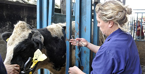 Vet examining cows – TB Hub Vet examining cows - TB Hub