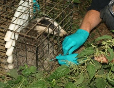 Vet vaccinating badger - Bovine TB