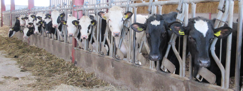 Youngs cows inside a farm building - TB hub