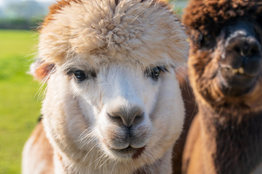 Alpacas - Bovine TB