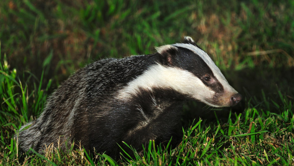 Badger Rehabilitation - Bovine TB | TB Hub