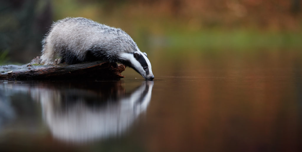 Identifying Badger Activity - Bovine TB | TB Hub