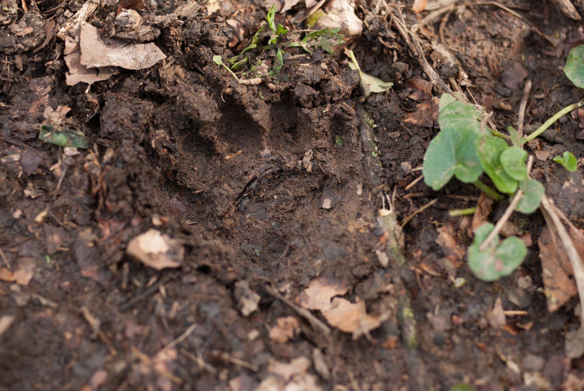 badger-culling-bovine-tb-tb-hub