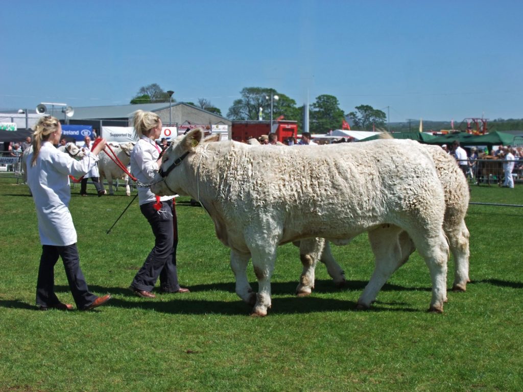 Bulls at country show - TB Hub