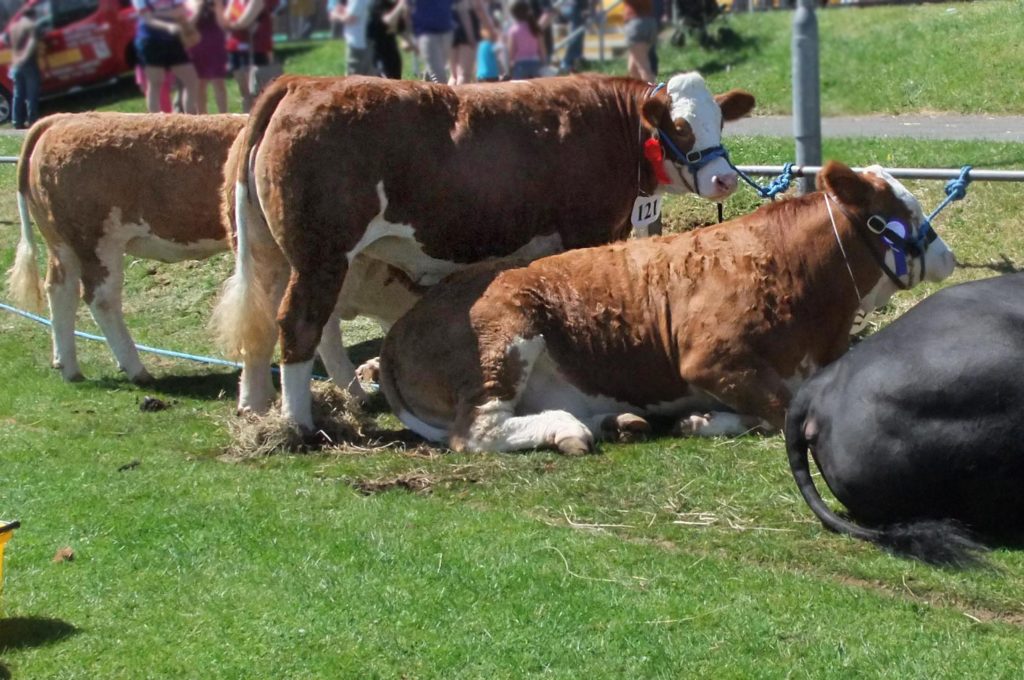 Cows at country show - TB Hub