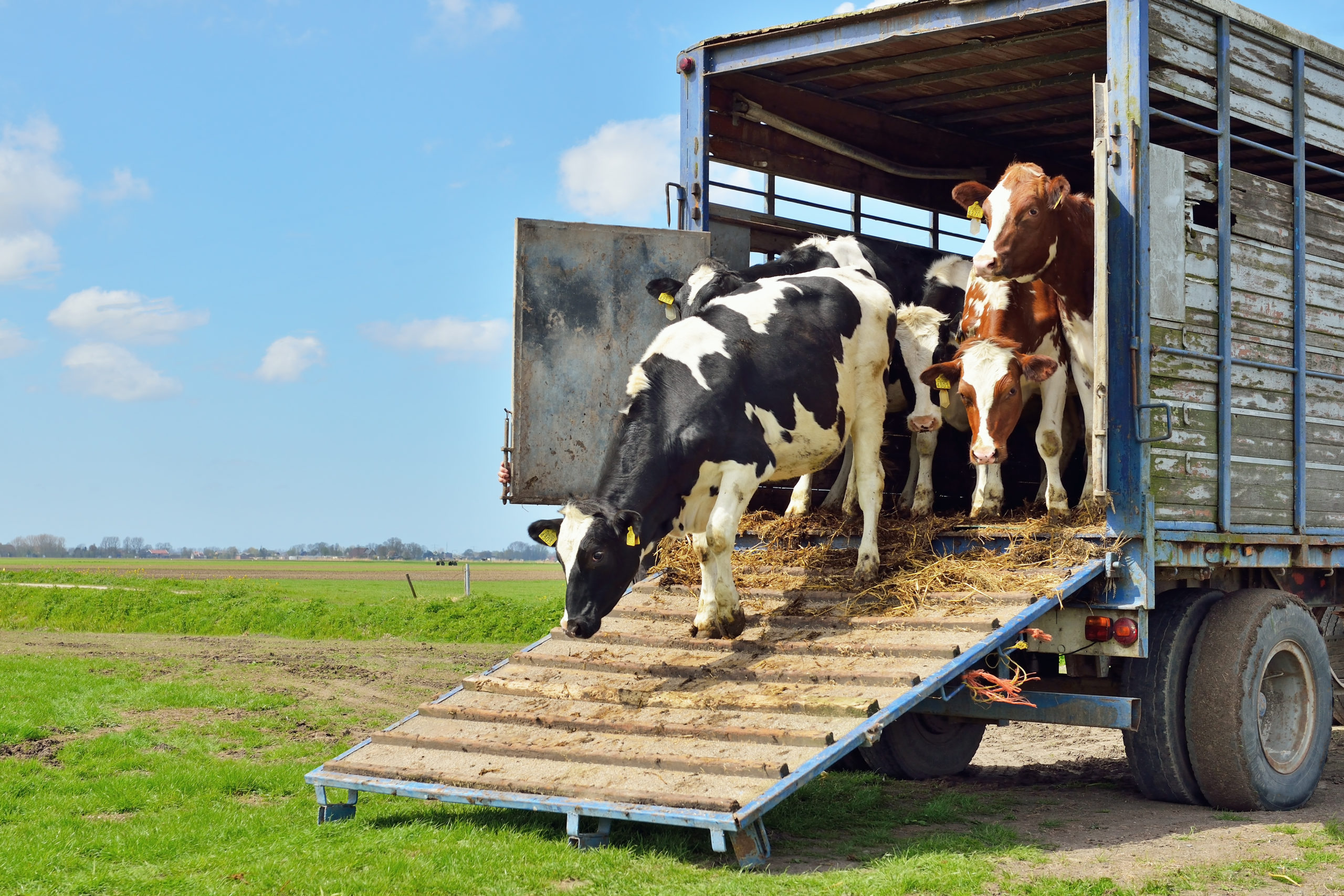 Cows being unloaded - Bovine TB