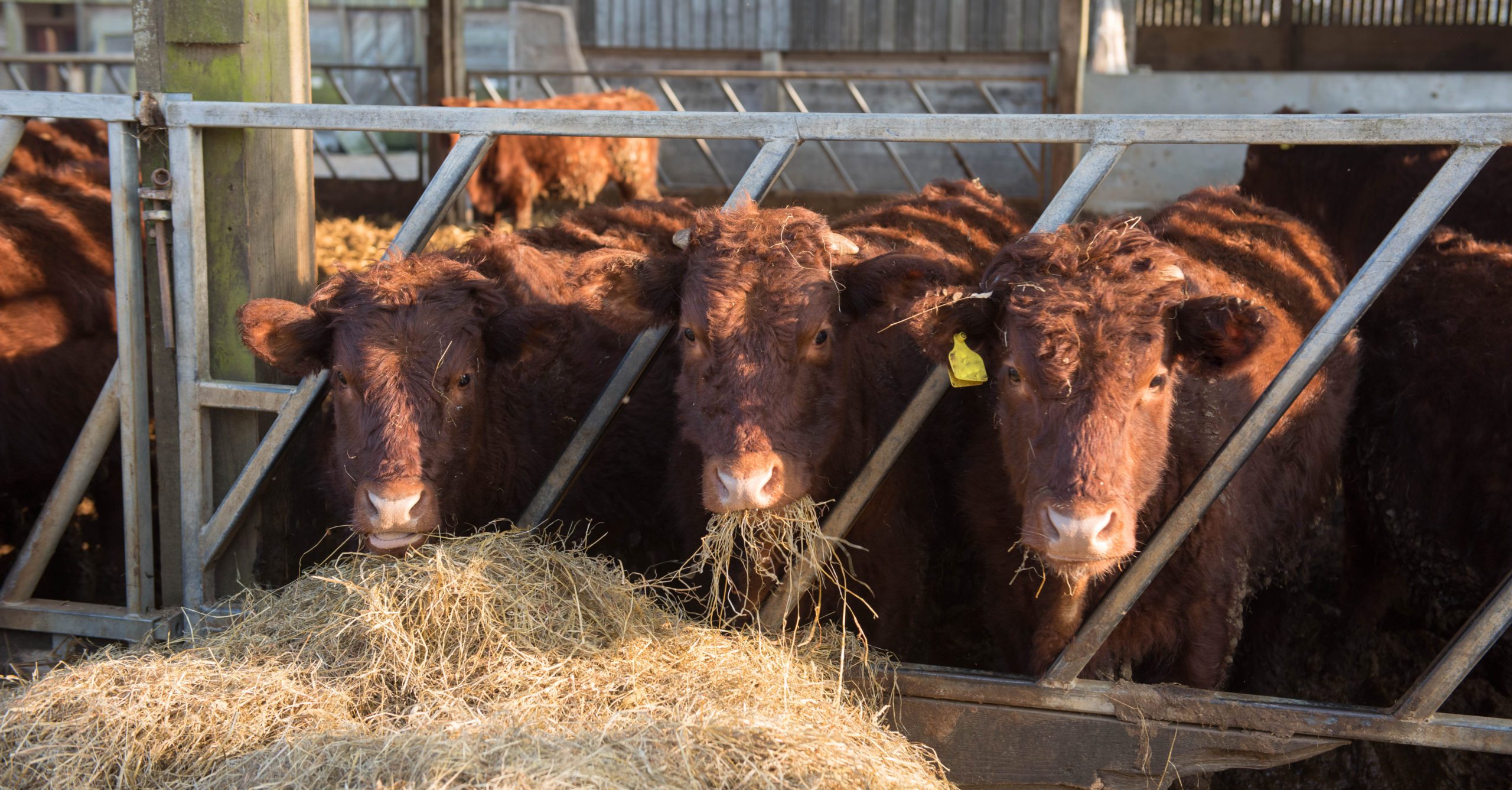 Cows eating hay - TB Hub