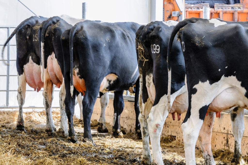 massive-dairy-farms-and-locals-debate-can-manure-from-so-many-cattle