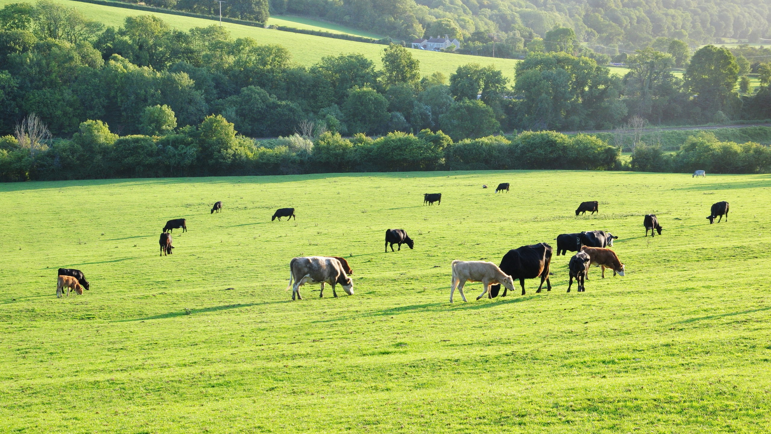 Cows grazing - Bovine TB
