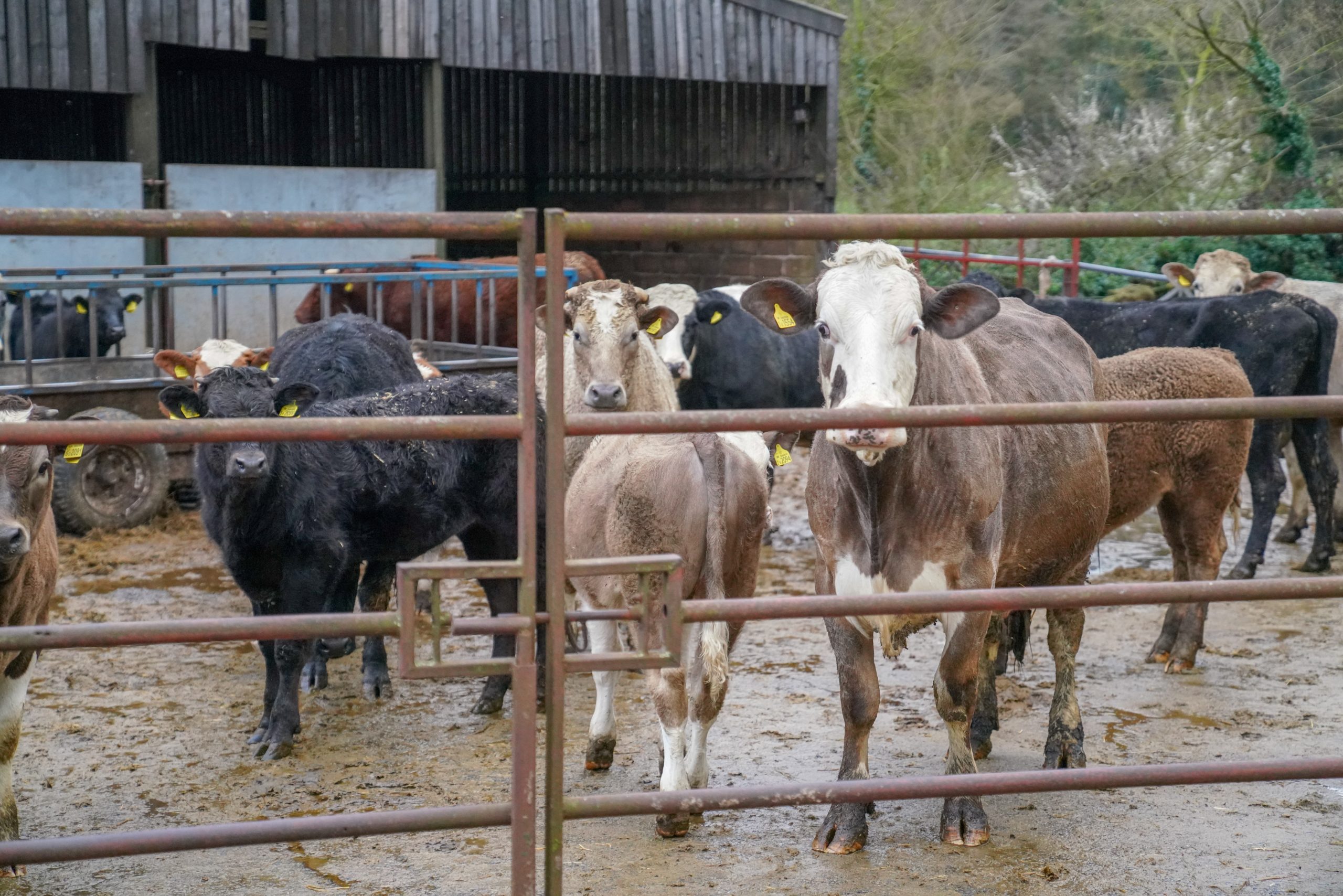 Cows in a farmyard - TB Hub