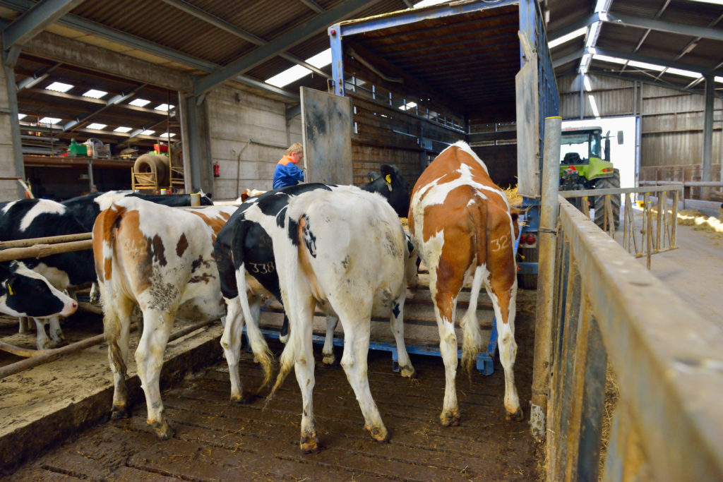 Cows loading on to transporter - TB Hub