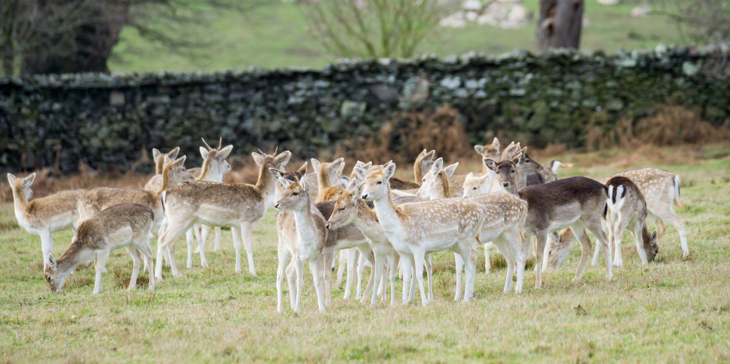 Bovine TB In Deer Tuberculosis Symptoms In Deer TB Hub   Deer Grazing TB Hub Scaled E1578573236389 