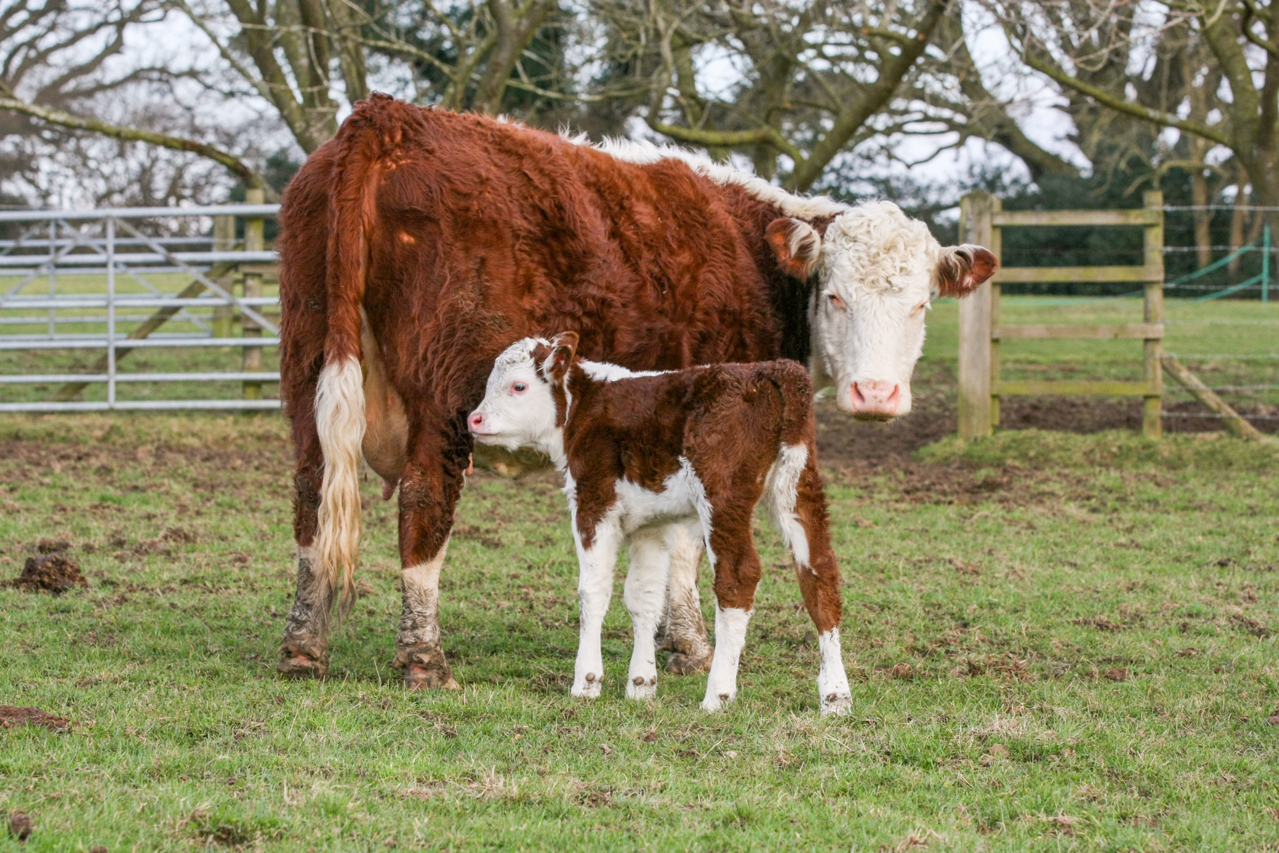 Mother and calf - TB Hub