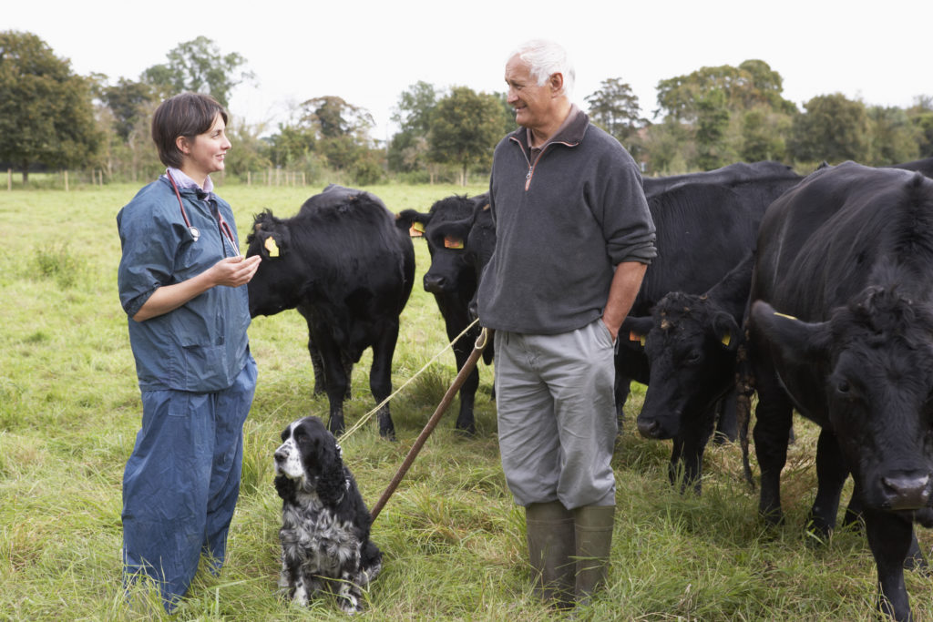 Vet and farmer in a field with cows and dogs - Bovine TB