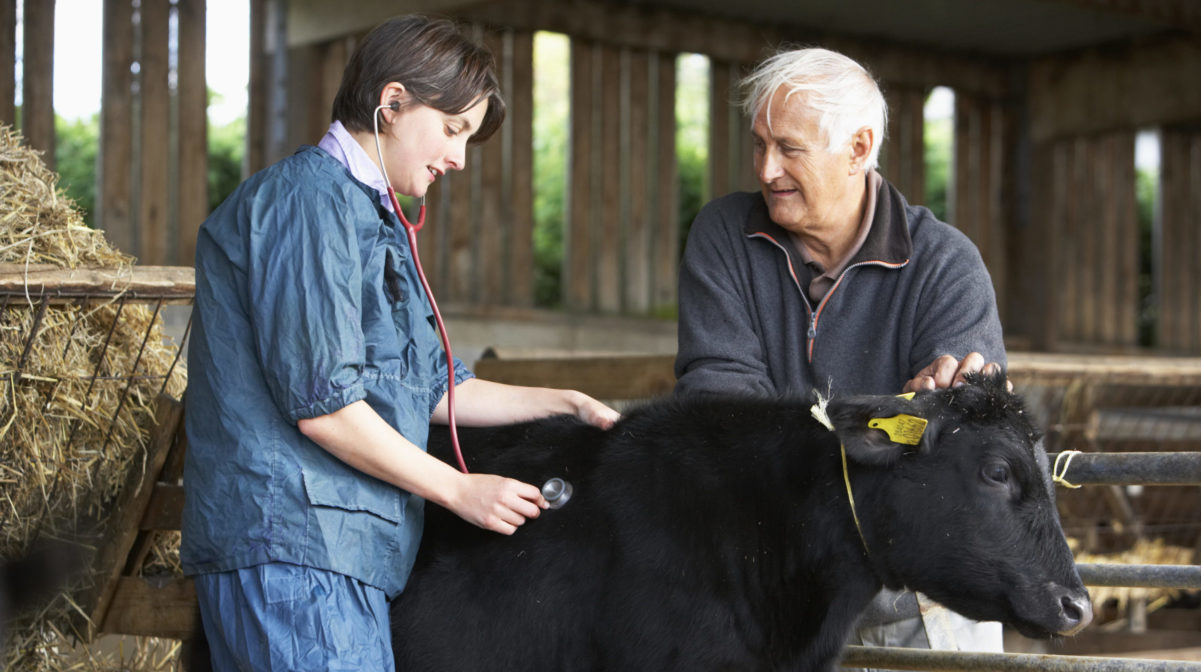 Female vet treating a calf on the farm - Bovine TB