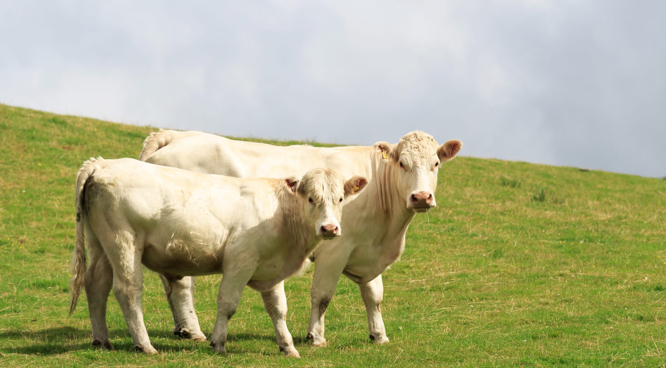 White cows in the field - Bovine TB