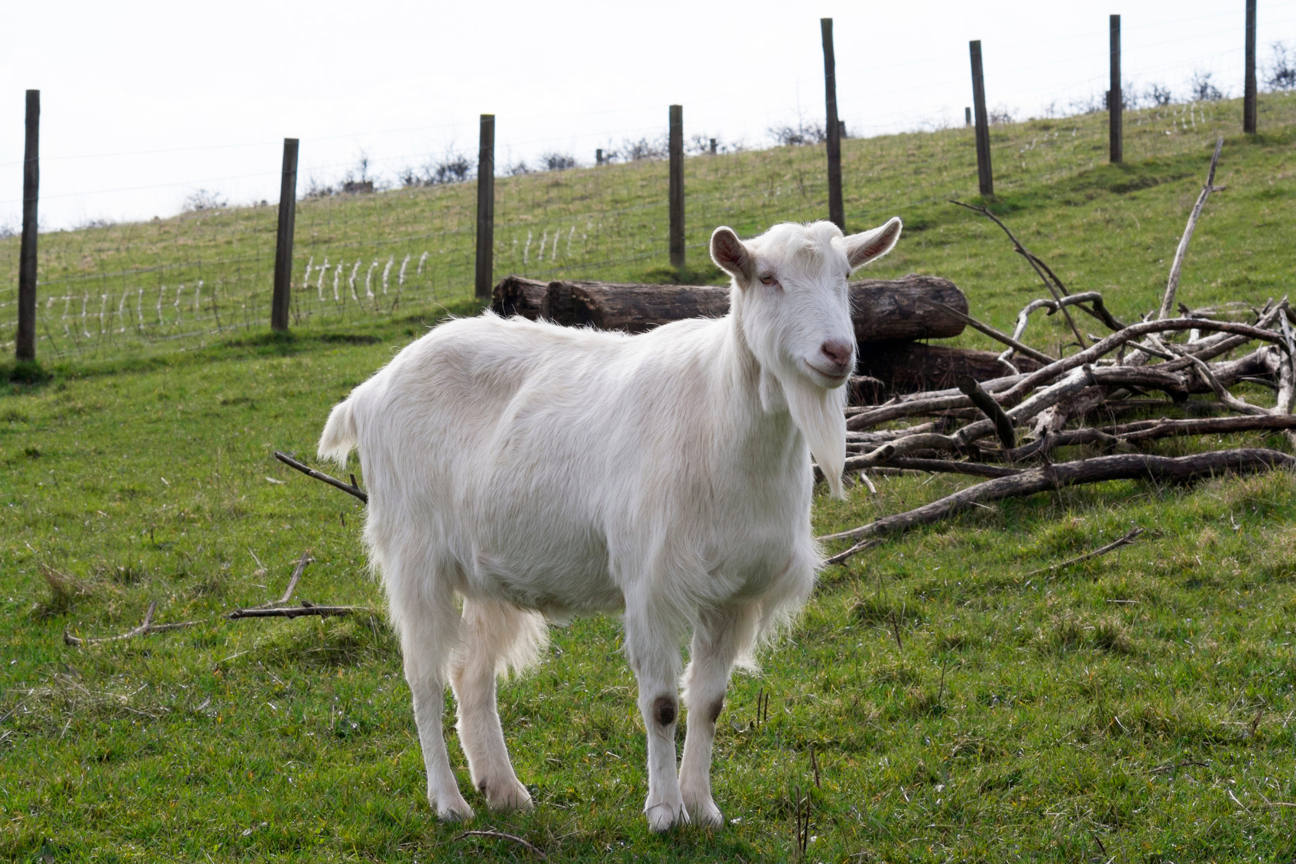 White goat in a field - Bovine TB