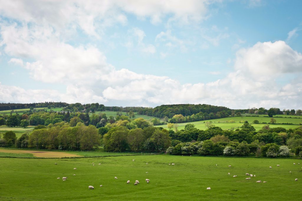 Animals grazing - Bovine TB