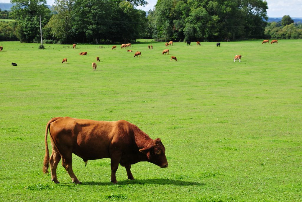 Brown cows grazing - Bovine TB