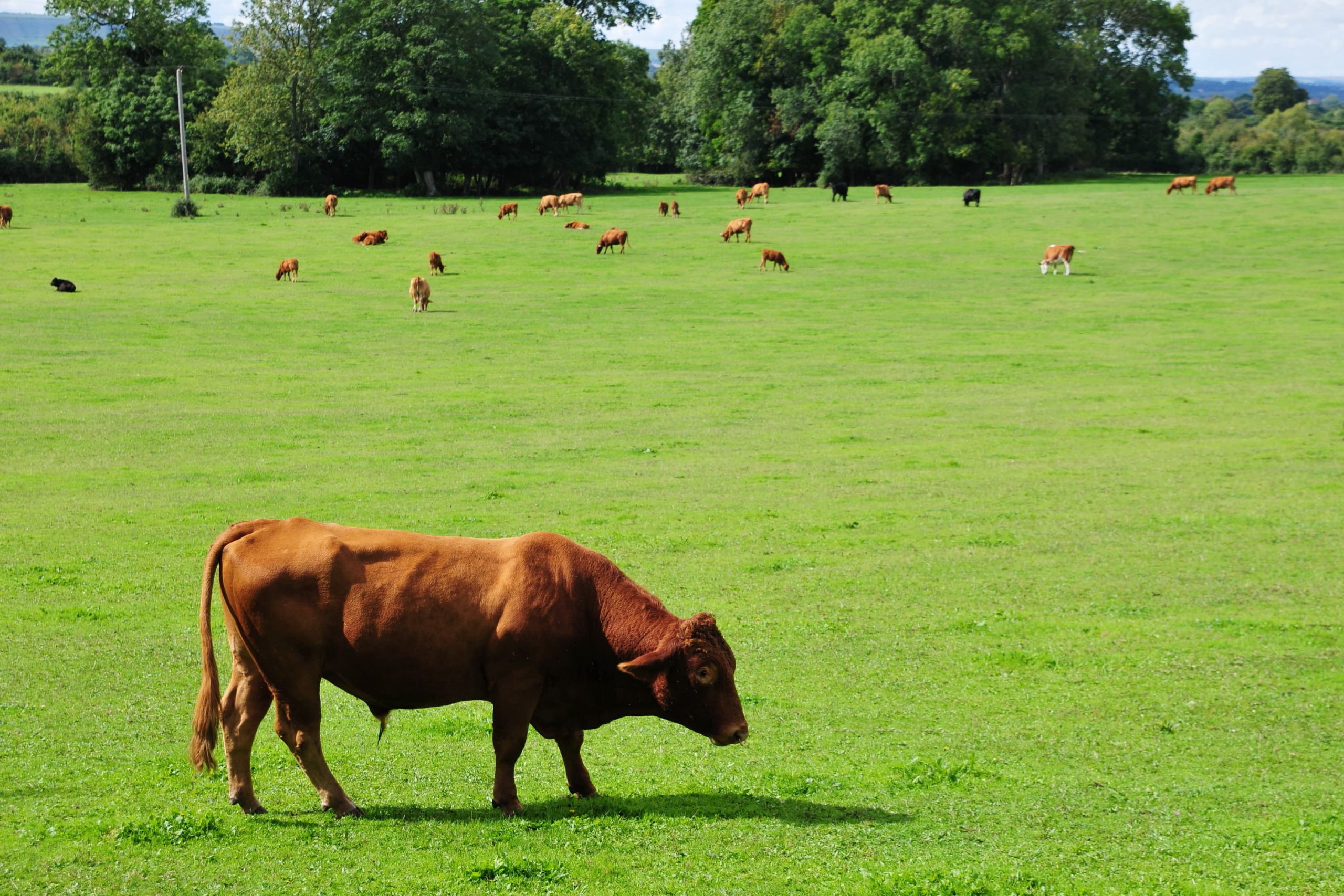 Brown cows grazing – TB Hub Brown cows grazing - Bovine TB