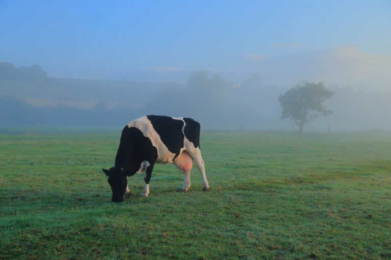 Cow in a misty field - Bovine TB