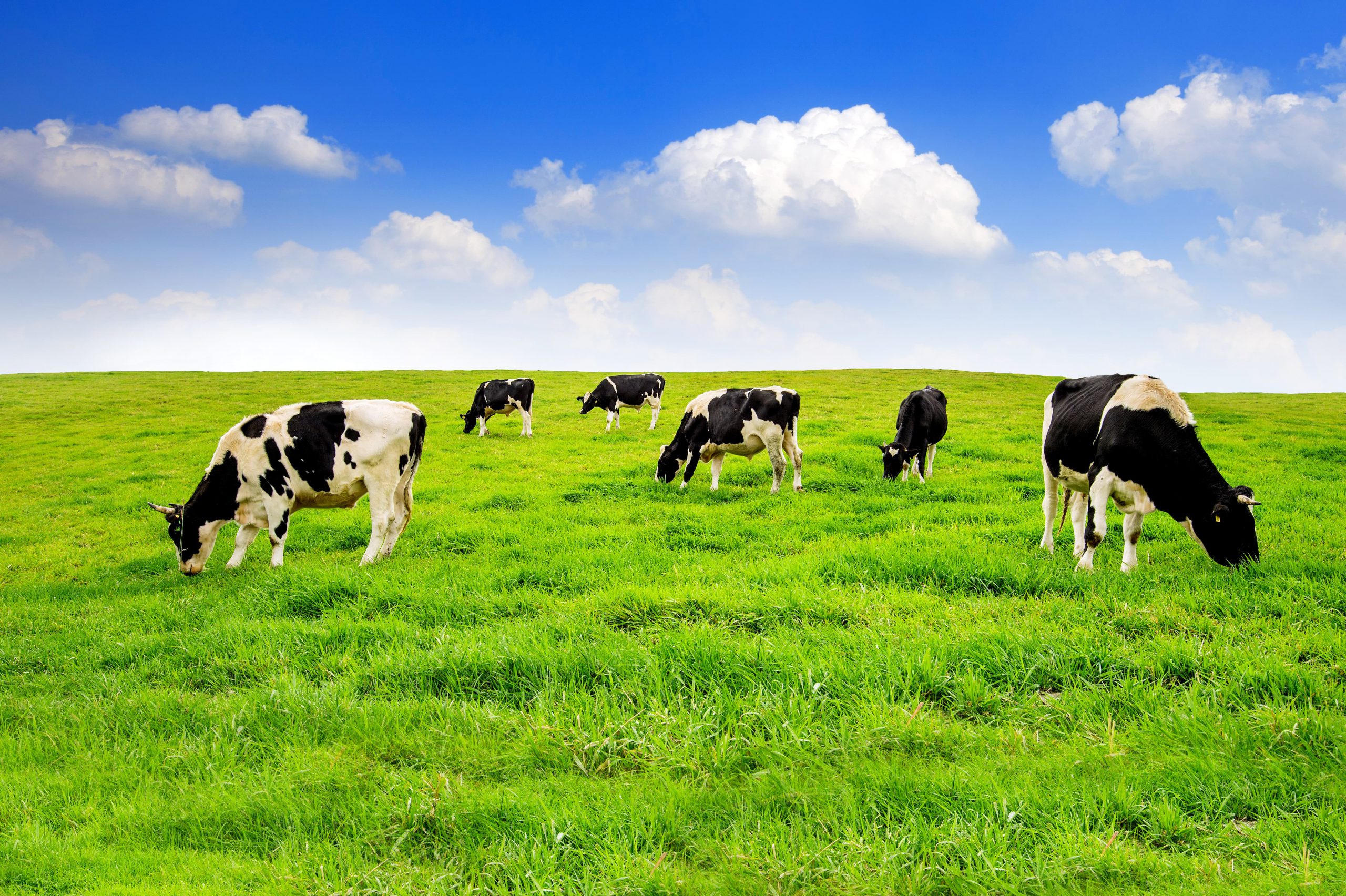 Cows grazing in the field - Bovine TB