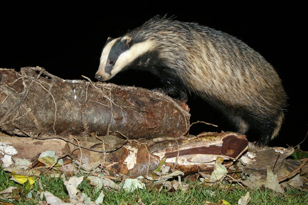 European badger at night - Bovine TB