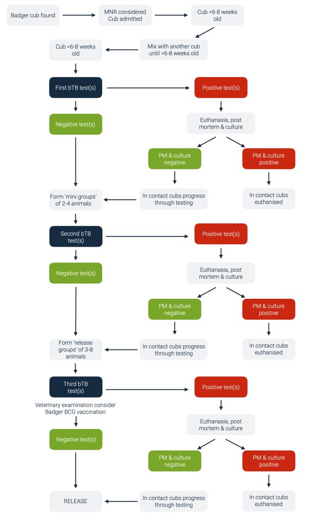 Badger rehabilitation - Bovine TB | TB Hub