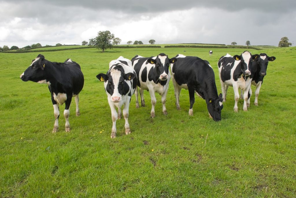 Young cows on a rainy day - Bovine TB