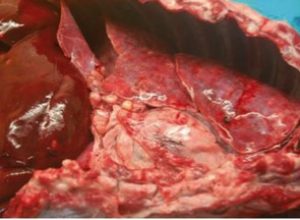 Granulomatous lesions affecting the lungs and pleura of a dog with TB (image source: APHA)