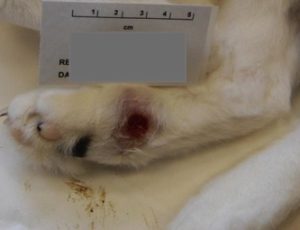 A non-healing ulcerated lesion on the foot of a cat (image source: APHA)