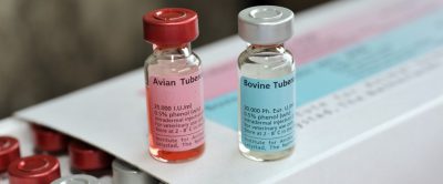 Viles of Avian and Bovine Tuberculin - TB hub